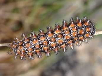  Chenille de Melitaea aurelia Nick. - �Wolfgang Wagner, www.pyrgus.de
