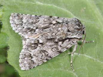 Acronicta auricoma D. & S. adulte - �Philippe Mothiron