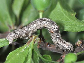  Chenille de Cryopega bajaria D. & S. - �Philippe Mothiron