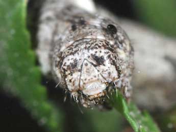  Chenille de Cryopega bajaria D. & S. - �Philippe Mothiron