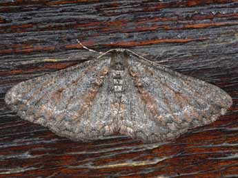 Cryopega bajaria D. & S. adulte - �Alexis Borges