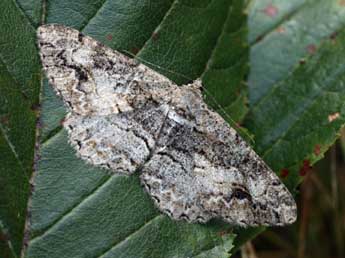 Alcis deversata Stgr adulte - �Daniel Morel