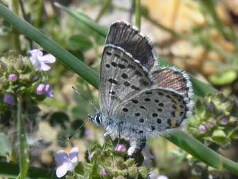 Pseudophilotes baton Brgstr. adulte - �Philippe Mothiron