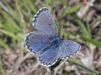 Pseudophilotes baton Brgstr. adulte - �Philippe Mothiron