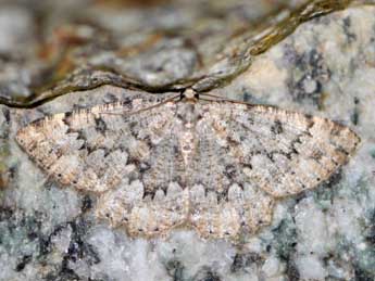 Charissa obscurata bellieri Obth. adulte - �Antoine L�v�que