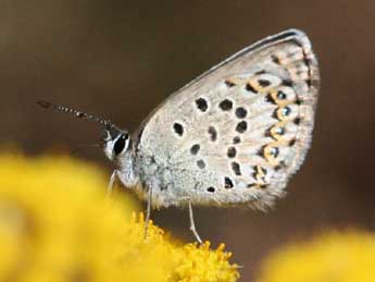 Plebejus bellieri Obth. adulte - �Christophe Germain