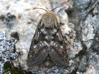 Pharmacis bertrandi Le Cerf adulte - �Antoine Longieras