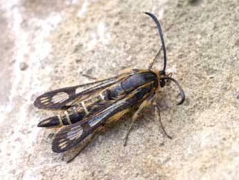 Chamaesphecia bibioniformis Esp. adulte - �Lionel Taurand