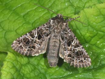 Hadena bicruris Hfn. adulte - �Philippe Mothiron