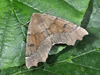 Odontopera bidentata Cl. adulte - �Philippe Mothiron