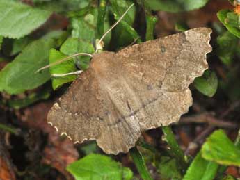 Odontopera bidentata Cl. adulte - �Philippe Mothiron