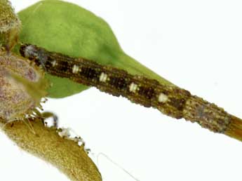  Chenille de Idaea blaesii Lenz & Hausm. - �Claude Tautel