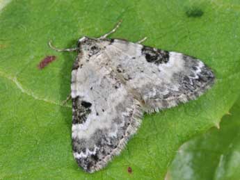 Perizoma blandiata D. & S. adulte - �Philippe Mothiron