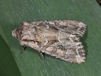 Lacanobia blenna Hb. adulte - �Philippe Mothiron