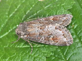 Polia bombycina Hfn. adulte - �Philippe Mothiron