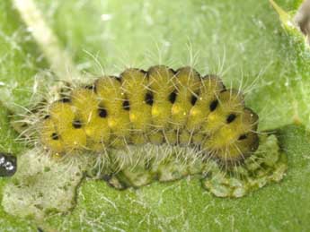  Chenille de Zygaena brizae Esp. - �Wolfgang Wagner, www.pyrgus.de