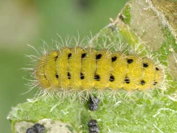 Chenille de Zygaena brizae Esp. - �Wolfgang Wagner, www.pyrgus.de