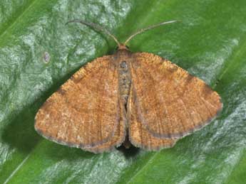 Macaria brunneata Thnbg adulte - �Philippe Mothiron