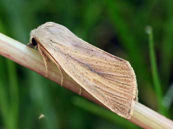 Sedina buettneri Hering adulte - �Daniel Morel