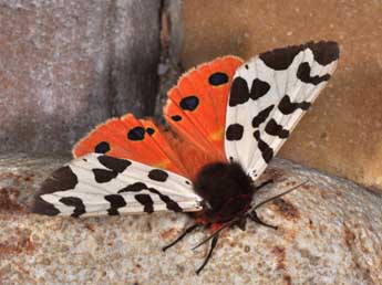 Arctia caja L. adulte - �Philippe Mothiron