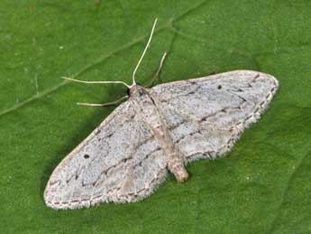 Idaea calunetaria Stgr adulte - �Philippe Mothiron