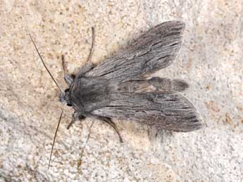 Cucullia campanulae Frr adulte - �Philippe Mothiron