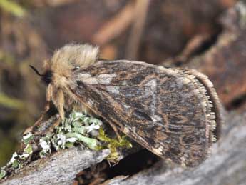 Pharmacis carna Esp. adulte - �Philippe Mothiron