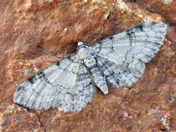 Eupithecia carpophagata Stgr adulte - �Daniel Morel