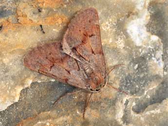 Adalbertia castiliaria Stgr adulte - �Daniel Morel