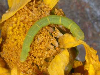  Chenille de Eupithecia centaureata D. & S. - �Wolfgang Wagner, www.pyrgus.de