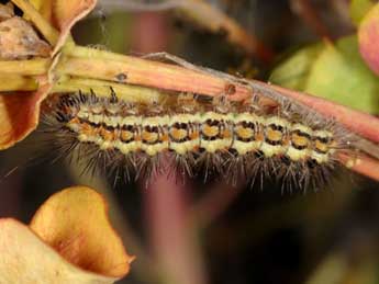  Chenille de Acronicta chamoenices H.-S. - �Wolfgang Wagner, www.pyrgus.de