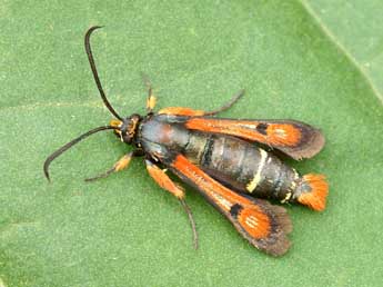 Pyropteron chrysidiforme Esp. adulte - �Lionel Taurand