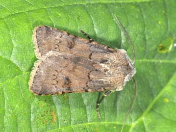 Agrotis cinerea D. & S. adulte - �Philippe Mothiron