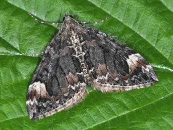 Dysstroma citrata L. adulte - �Philippe Mothiron