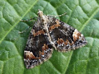 Dysstroma citrata L. adulte - �Daniel Morel