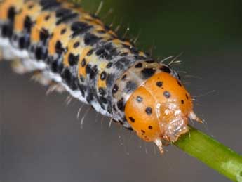  Chenille de Hadena clara Stgr - �Wolfgang Wagner, www.pyrgus.de