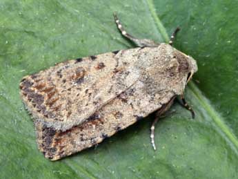 Caradrina clavipalpis Scop. adulte - �Daniel Morel