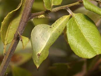  Chrysalide de Gonepteryx cleopatra L. - �Pierre Gros