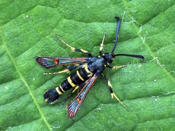 Synanthedon codeti Obth. adulte - �Daniel Morel