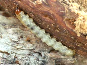  Chenille de Synanthedon conopiformis Esp. - �Daniel Morel