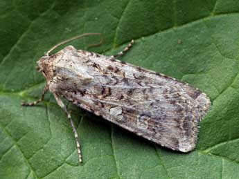 Euxoa conspicua Hb. adulte - �Daniel Morel