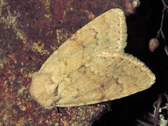 Dichagyris constanti Mill. adulte - �Jean-Pierre Lamoline