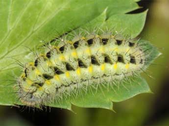  Chenille de Zygaena contaminei Bsdv. - �Wolfgang Wagner, www.pyrgus.de