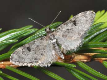 Eupithecia manniaria H.-S. adulte - �Philippe Mothiron