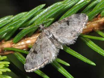 Eupithecia manniaria H.-S. adulte - �Philippe Mothiron