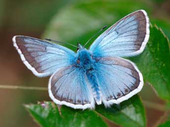 Lysandra coridon Poda adulte - �Philip Clarke