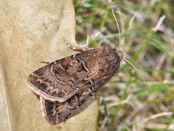 Agrotis bigramma Esp. adulte - �Philippe Mothiron