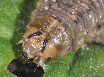  Chenille de Agrotis bigramma Esp. - �Philippe Mothiron