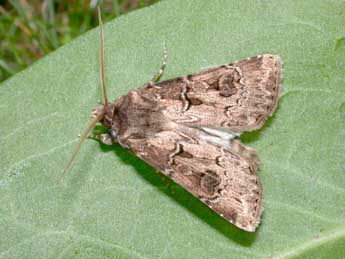 Agrotis bigramma Esp. adulte - �Philippe Mothiron