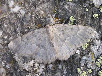 Charissa crenulata Obth. adulte - �Lionel Taurand